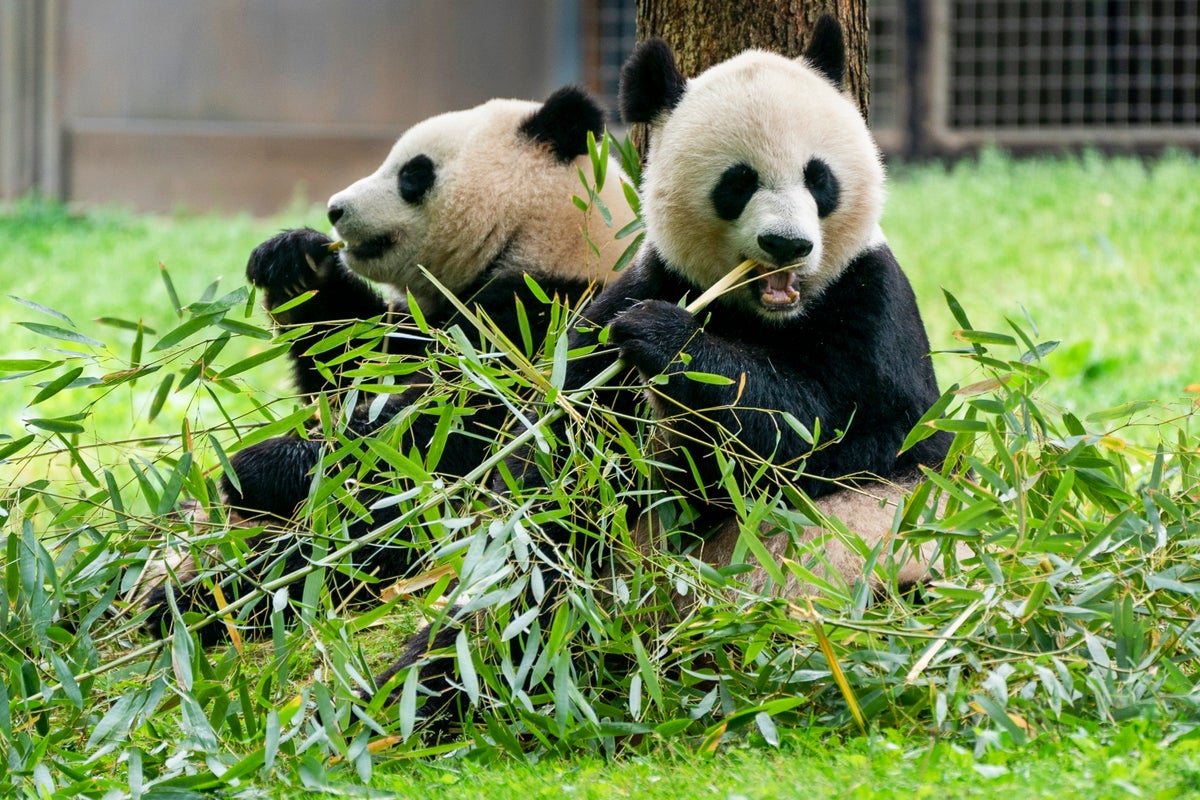 Two men detained in China for claiming male giant pandas had ‘successfully mated’