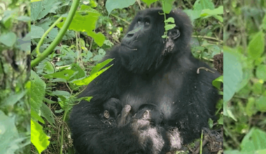 Twin infant mountain gorillas born in DRC