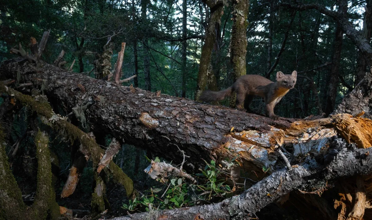 Humboldt or coastal marten on a Douglas fir