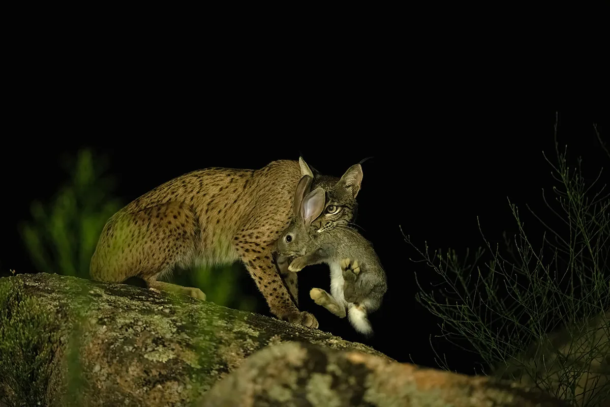 Lynx with rabbit prey in mouth.