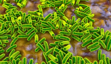 Study: Emerging Roles of Modern Lifestyle Factors in Microbiome Stability and Functionality. Image Credit: Kateryna Kon / Shutterstock
