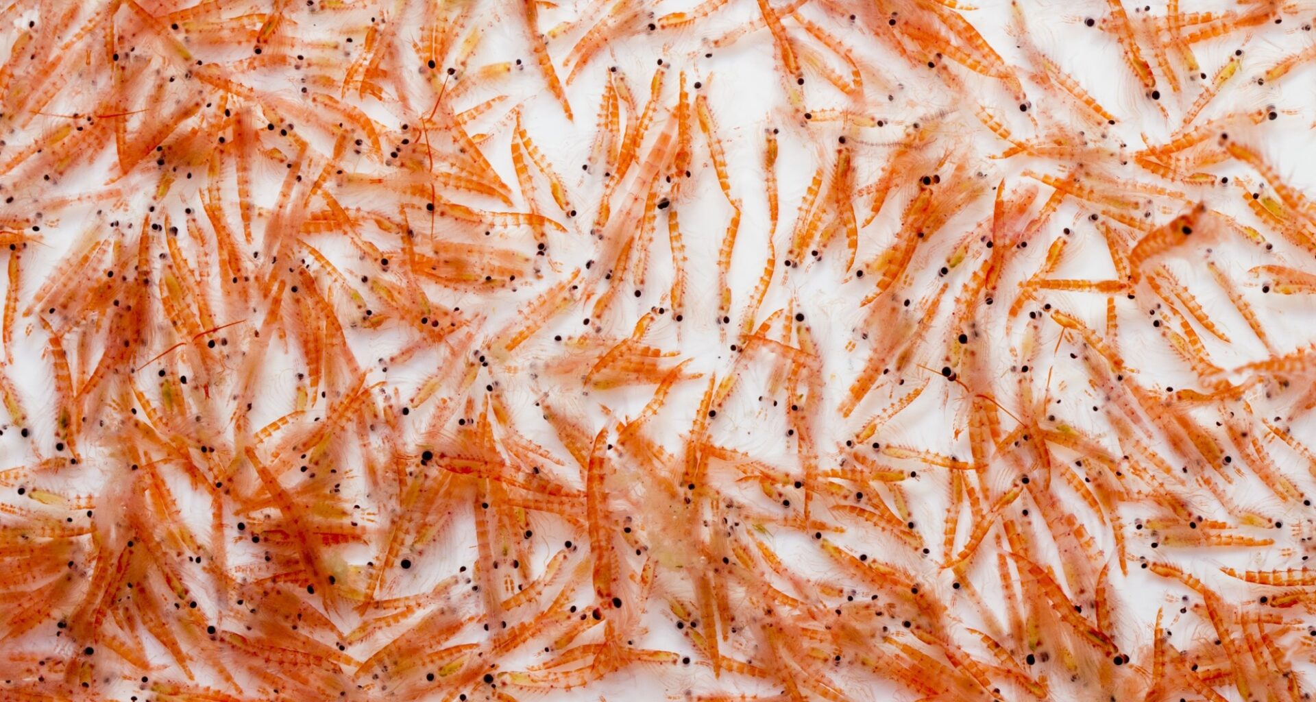 Study: Omega-3 Source Matters: Comparative Lipid Signatures and Quantitative Distribution of EPA/DHA Across Marine Resources. Image Credit: I. Noyan Yilmaz / Shutterstock