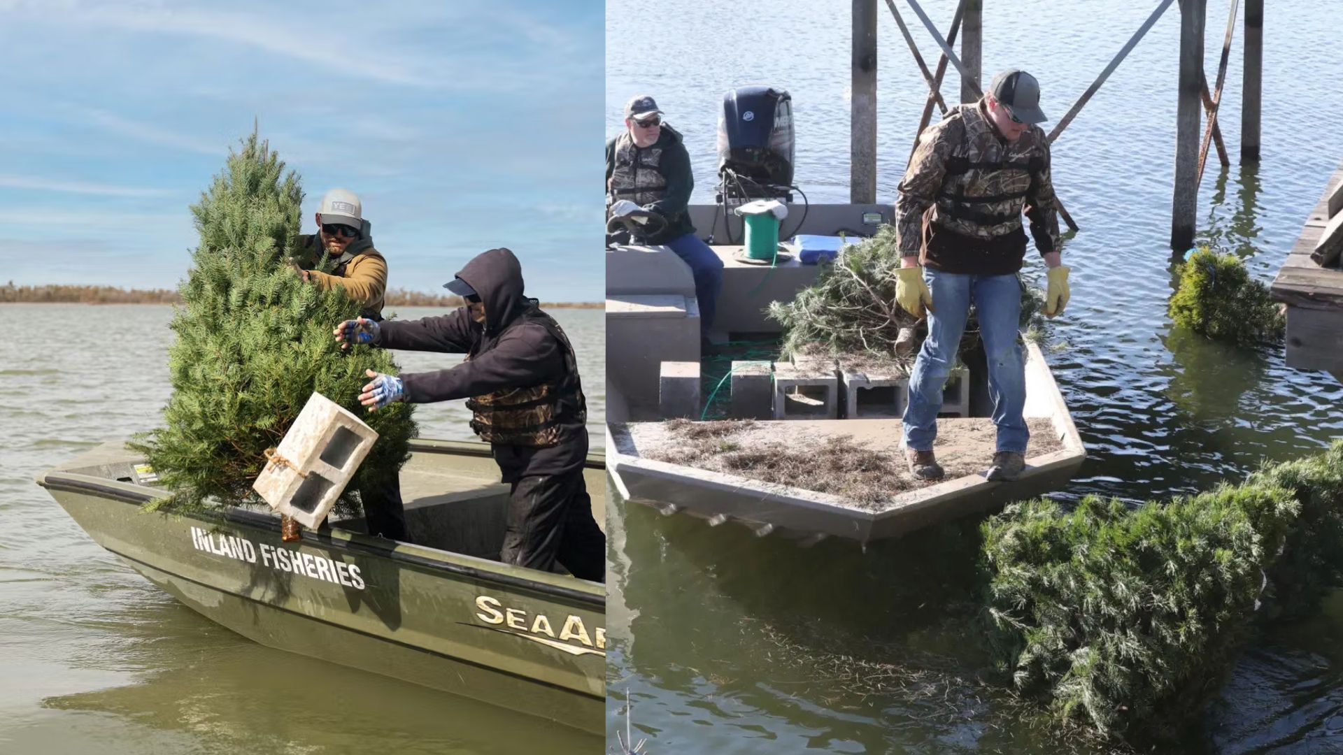 Discarded Christmas trees become submerged habitats in lakes, create shelter for fish, strengthen recreational fishing, and reduce waste.