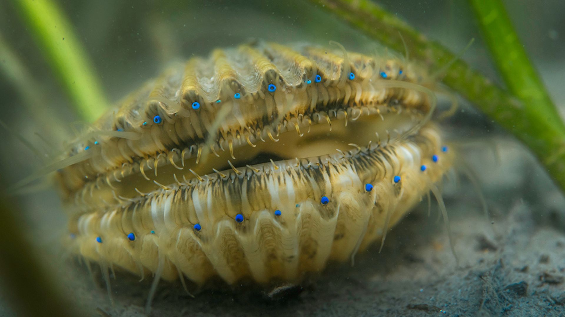 Millions of seeds released into coastal lagoons have helped to recreate underwater meadows, improve water quality, and restore lost ecological functions.