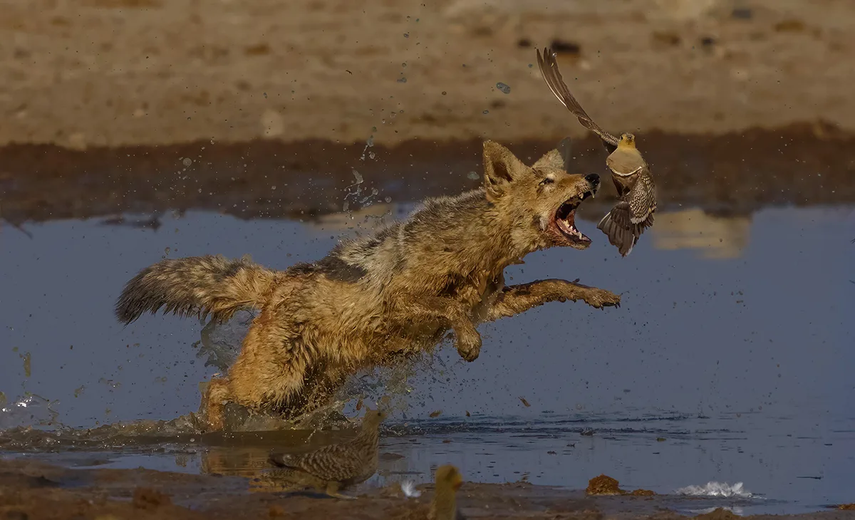 Jackal tries to catch bird in its mouth.