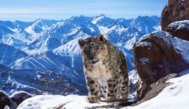 Snow leopard mauls tourist in China after she moves in for selfie