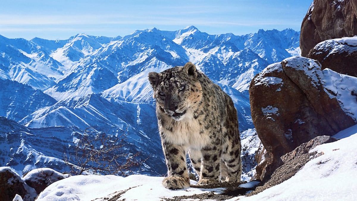 Snow leopard mauls tourist in China after she moves in for selfie