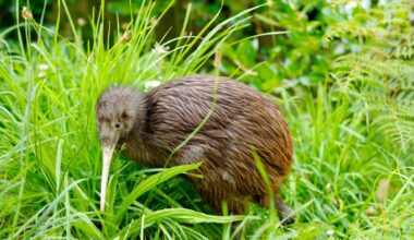 Whangārei Heads couple find kiwi in sleepout