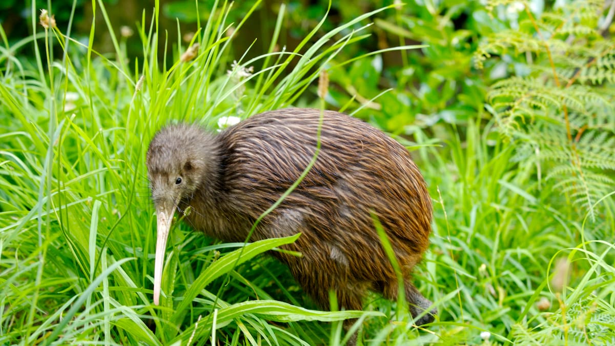 Whangārei Heads couple find kiwi in sleepout