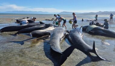 Mass whale stranding on Farewell Spit, call for volunteers to help creatures