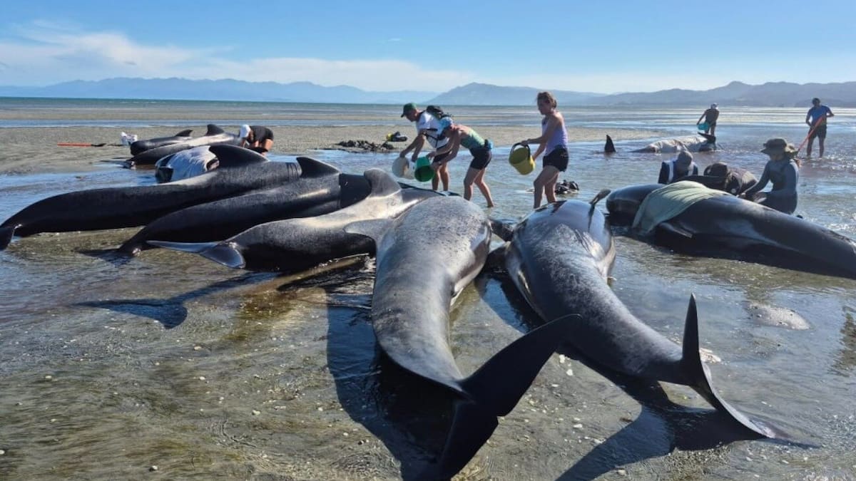 Mass whale stranding on Farewell Spit, call for volunteers to help creatures