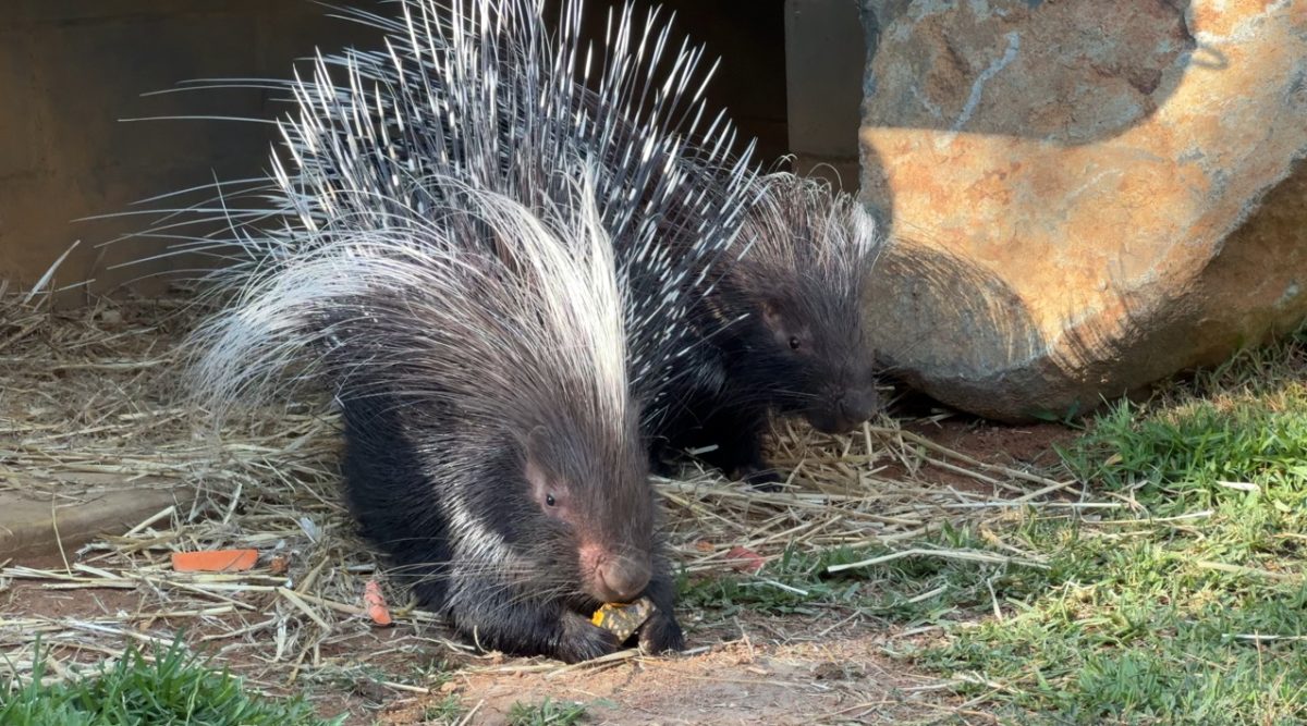 two porcupines at a zoo