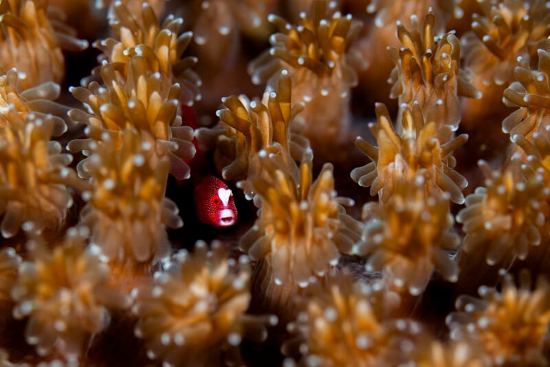 A small red and white fish peeks out from between the branches of orange-brown coral, partially hidden among the clustered coral polyps underwater.