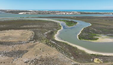 South Australia launches $17 million initiative to restore critical wetlands and protect migratory shorebirds
