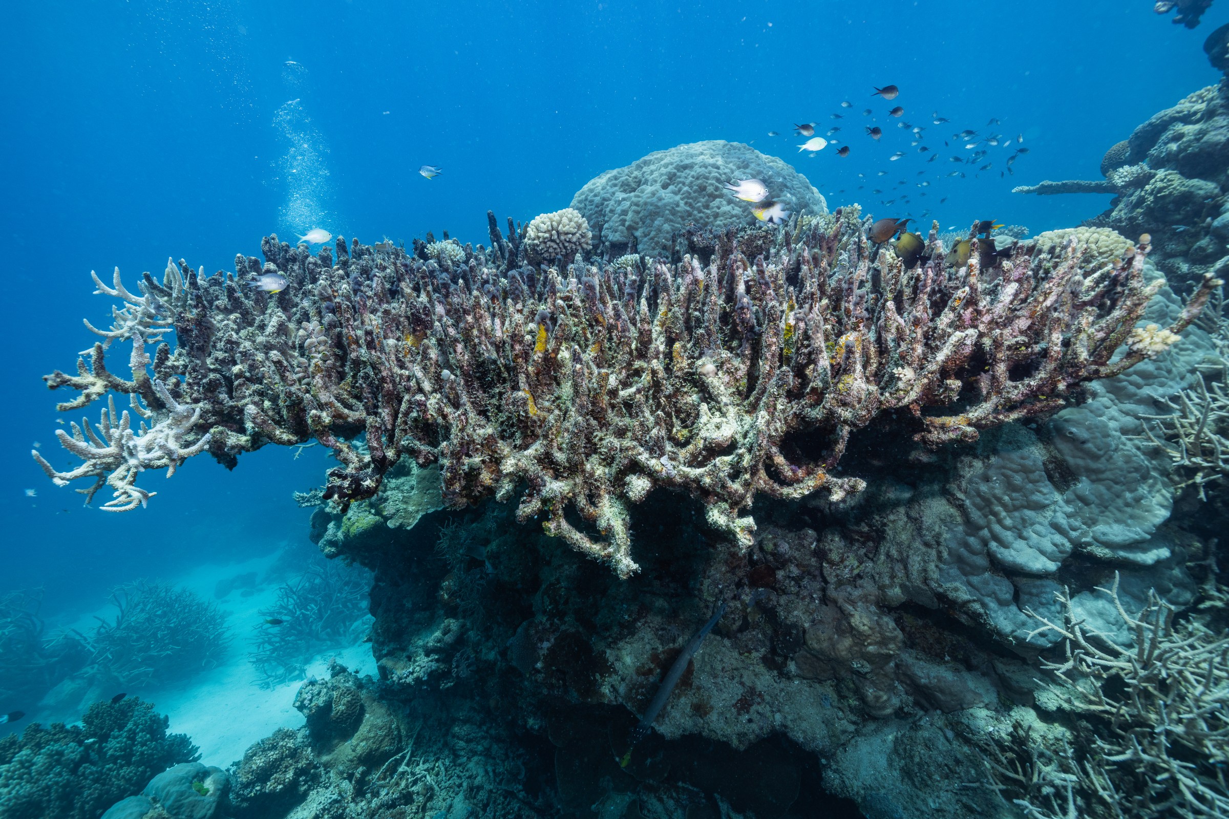 A dead colony of branching coal on the ocean floor