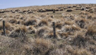 The century-long battle against weeds heads to space