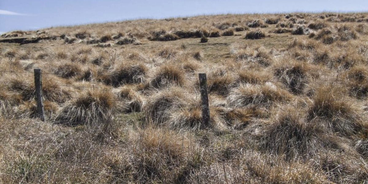 The century-long battle against weeds heads to space