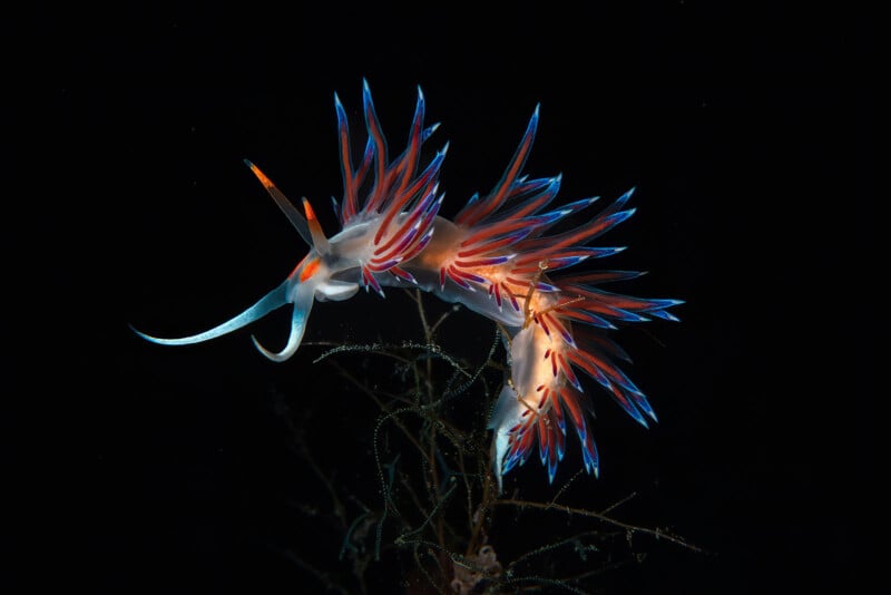 A colorful nudibranch with orange, blue, and white feathery appendages glides against a black background, highlighting its vibrant, translucent body and delicate features.