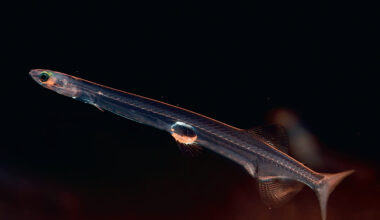 A small, long, clear fish shaped like a noodle in dark water.