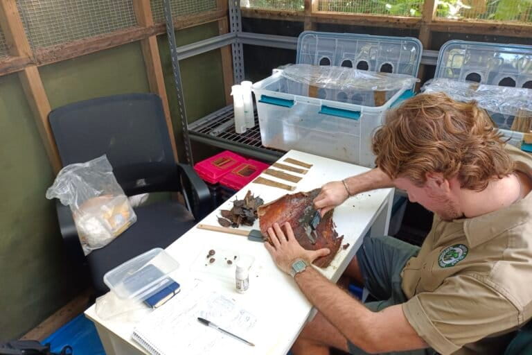 Norfolk Island National Park ranger Sam Burridge examining snail growth in the snail husbandry facility on-island before release. Image by Junn Kitt Foon.