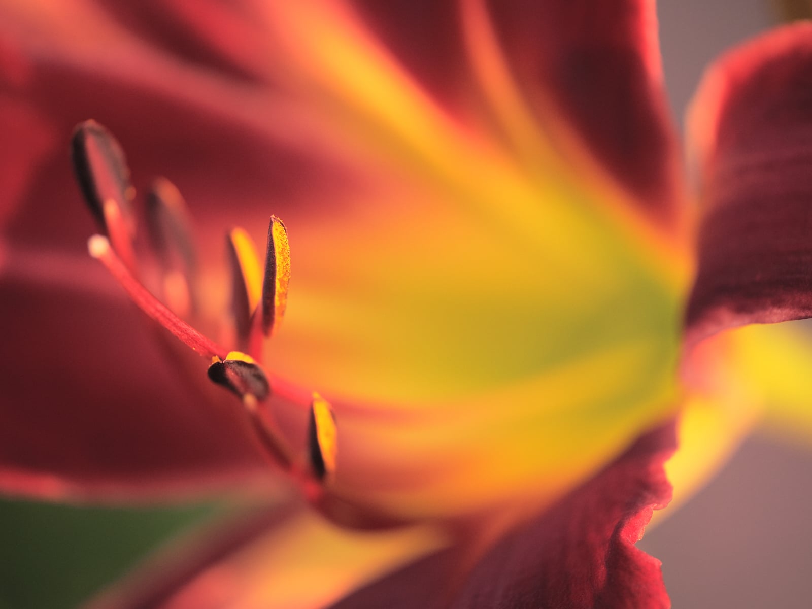 Close-up of a vibrant red and yellow flower, showcasing its petals and stamens in soft focus, with warm sunlight highlighting the delicate textures and colors.