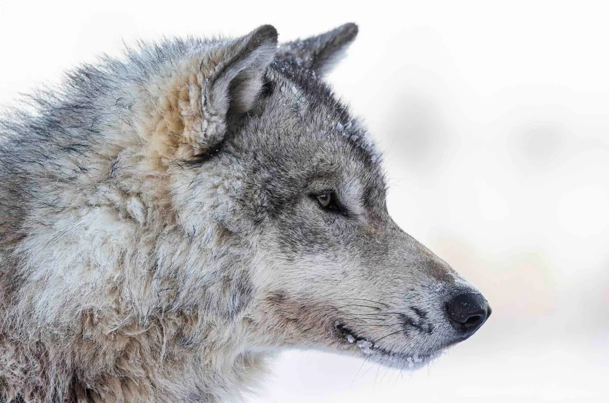 Opoyastin pack close up