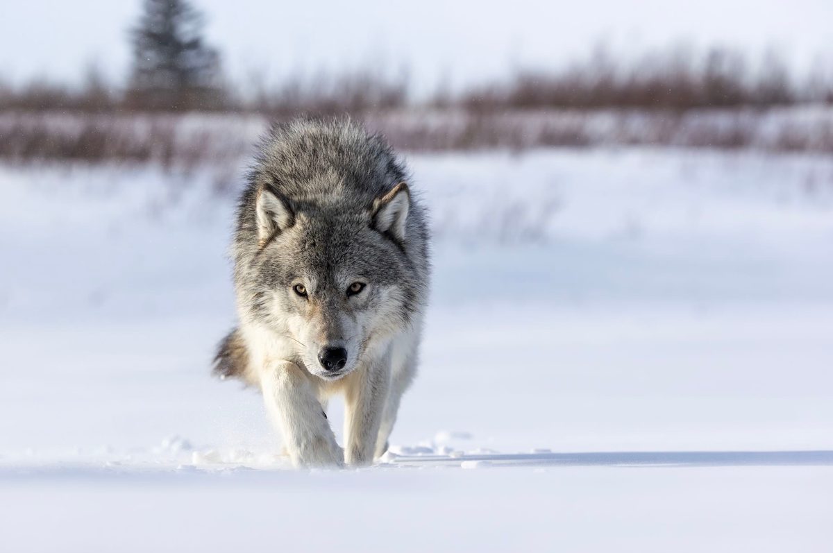 Opoyastin pack single wolf