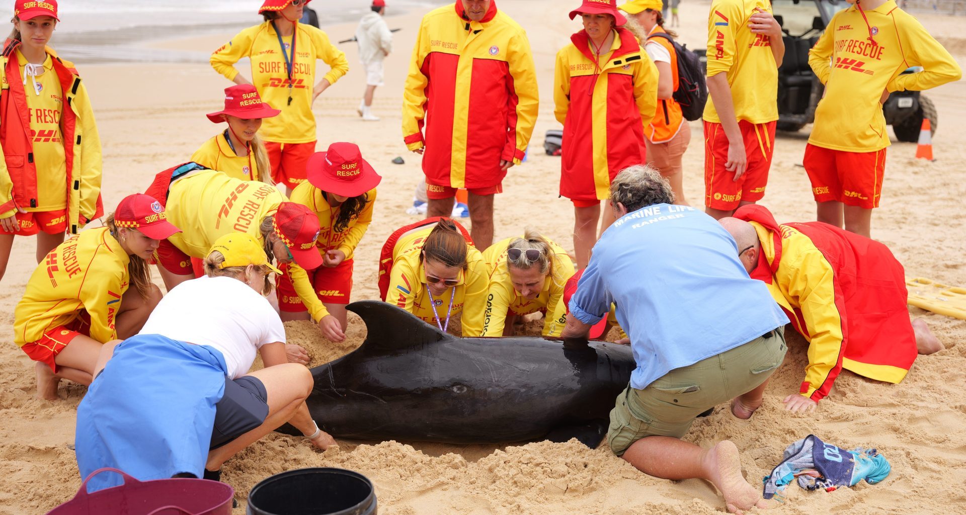 Manly community attempts to save rare pygmy killer whale