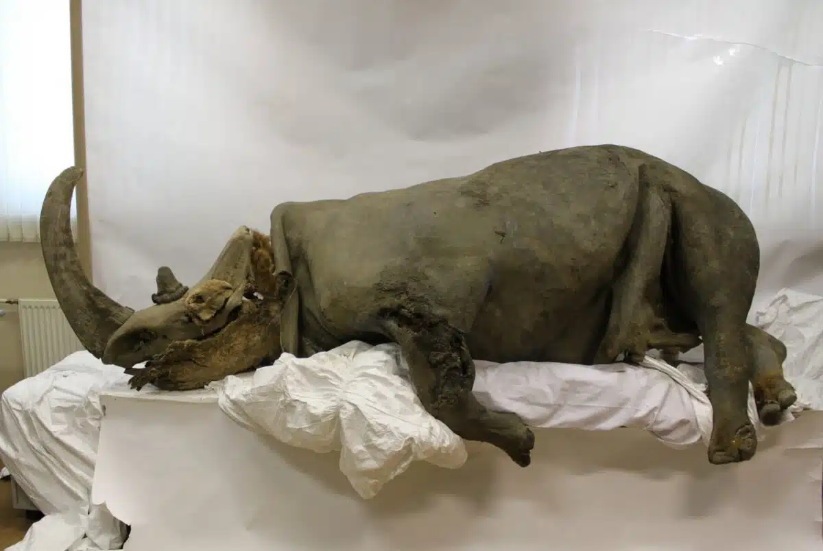 Permafrost Preserved Woolly Rhinoceros Remains Uncovered In A Different Location