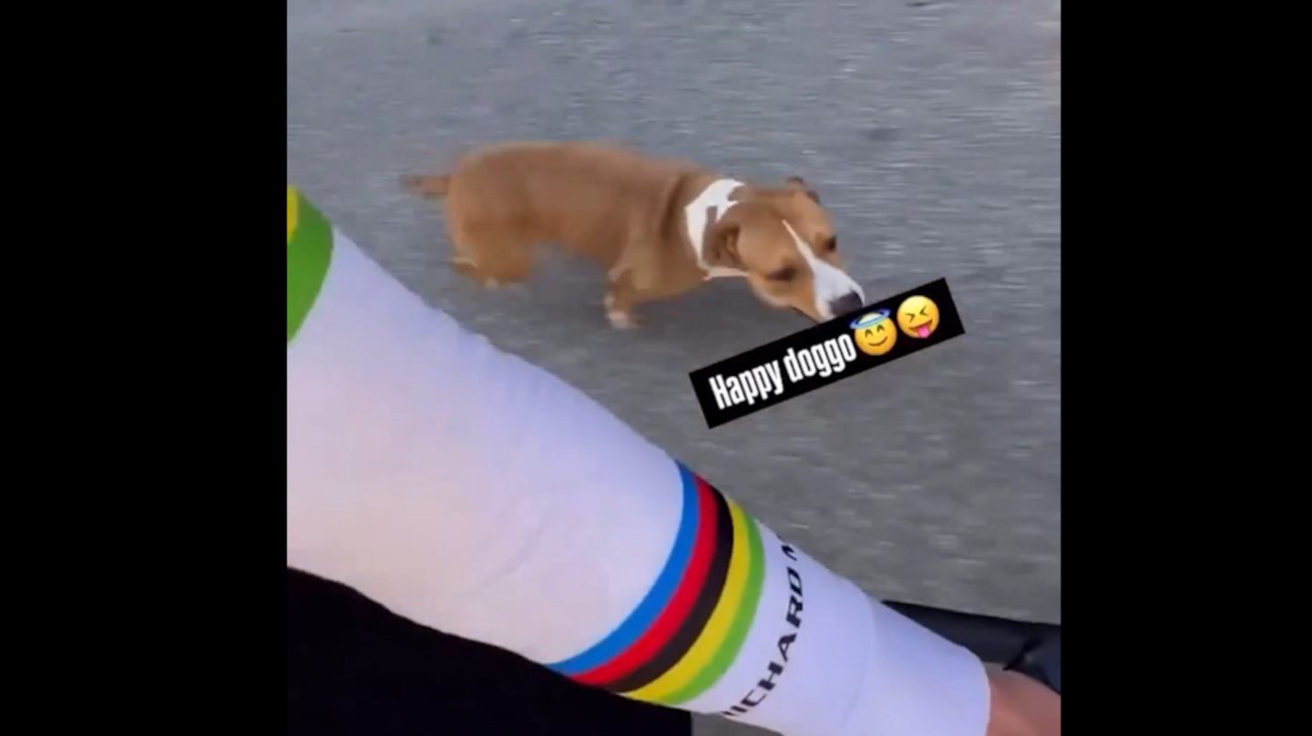 Just an adorable dog racing Tadej Pogačar to cleanse your TL