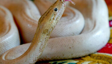 Australian Woman Wakes to 8-Foot Python on Chest