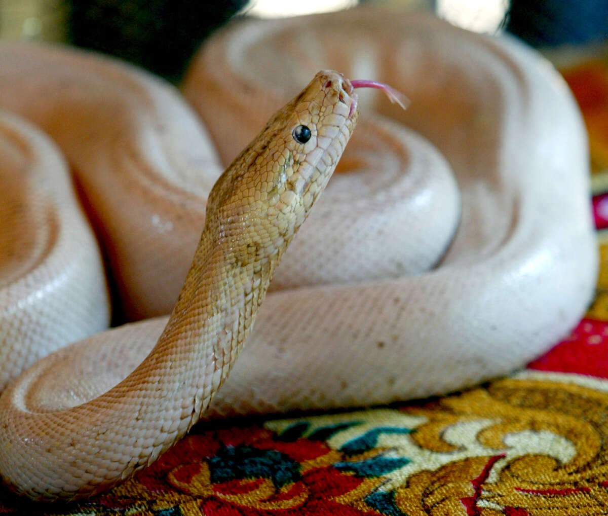 Australian Woman Wakes to 8-Foot Python on Chest
