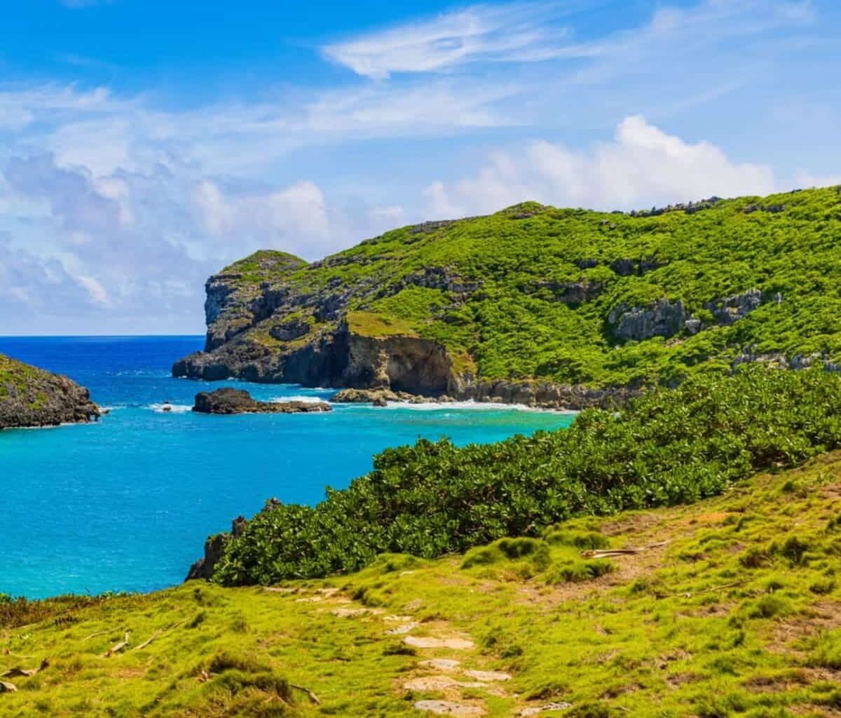 Renaissance pigeons and cat