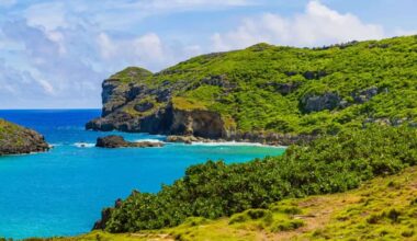 Renaissance pigeons and cat