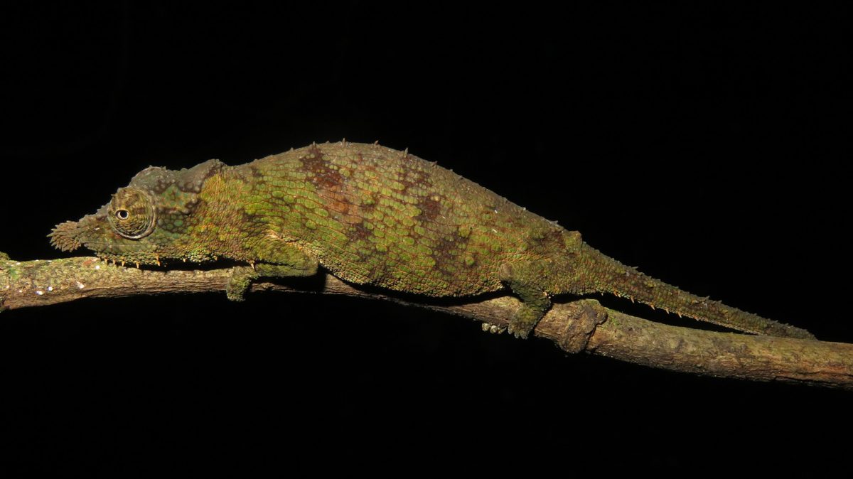 "It's 2.5 times its body length, all sticky and coiled like a spring ready to catapult out, accelerating faster than a sports car reaching nearly 100km/h"