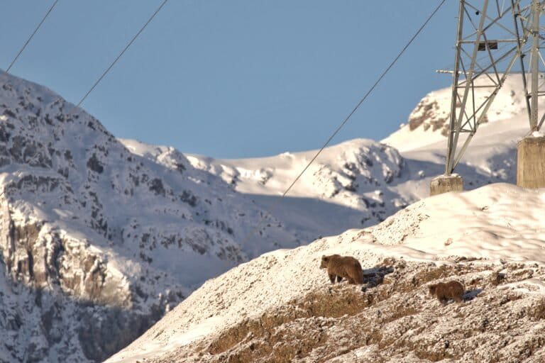 Rugged slopes and broken terrain are considered especially important for females with cubs, offering secure denning sites during winter dormancy. Image by Niazul Khan.