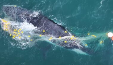 Push for trial replacing shark nets at main beach