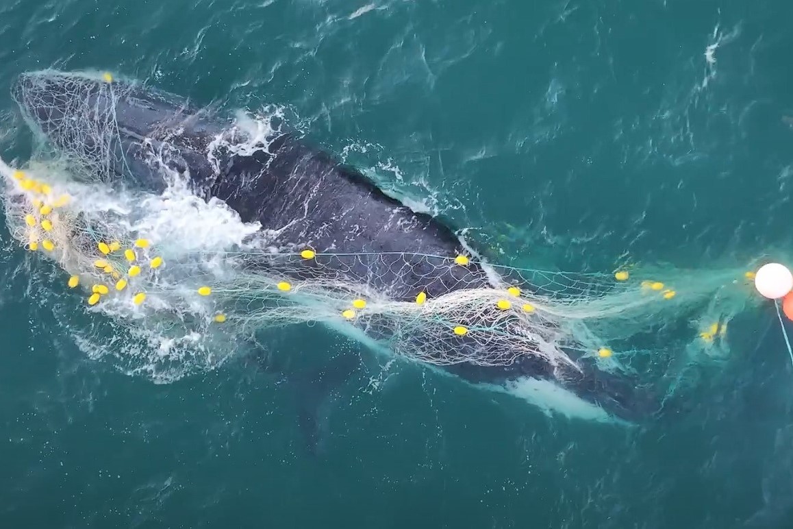 Push for trial replacing shark nets at main beach