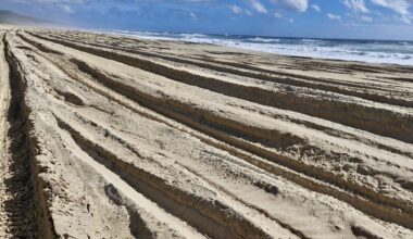 Crushed turtles prompt warning to stay off dunes