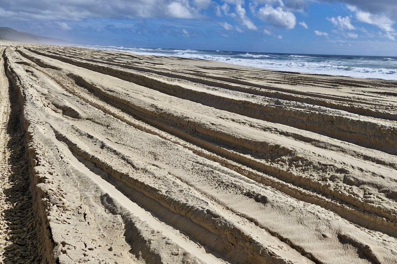 Crushed turtles prompt warning to stay off dunes