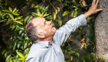 Desperate race to resurrect ‘zombie’ tree in hinterland town