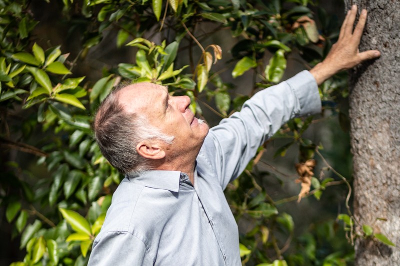 Desperate race to resurrect ‘zombie’ tree in hinterland town