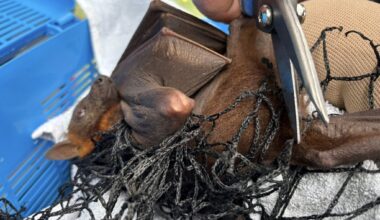 Dozens of flying foxes killed in golf club netting