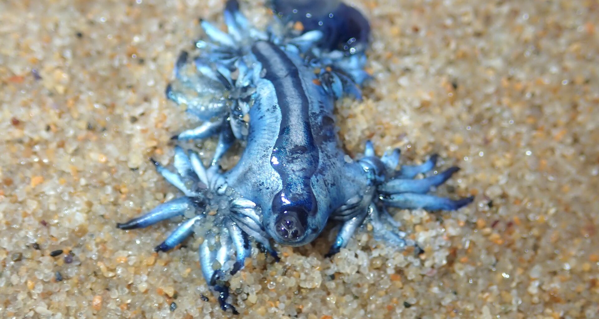 'Dragons’ with peculiar habits wash ashore