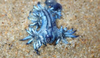 'Dragons’ with peculiar habits wash ashore