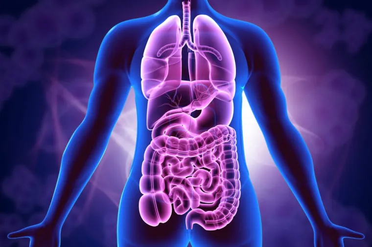 The digestive system