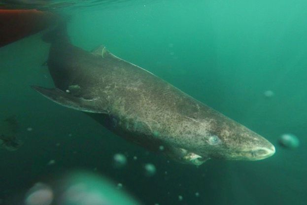 Basking shark swimming underwater in Baltimore, Cork, Ireland. © George Karbus Photography/Getty