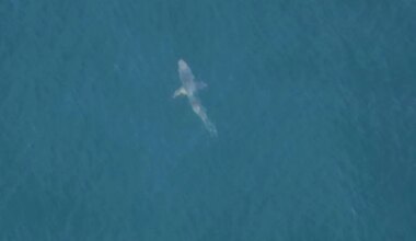 California Hits Record High Number Of Shark Encounters