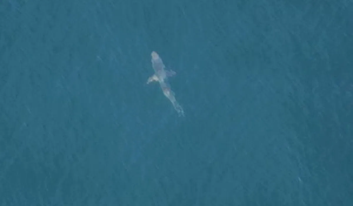 California Hits Record High Number Of Shark Encounters