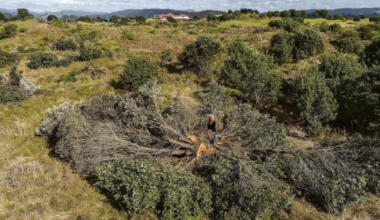 NZ: Turning a Mistake into a Legacy: The Ōhope Beach Golf Links Restoration